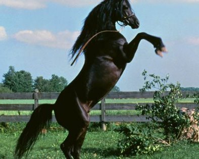 10 фантастически красивых фильмов про лошадей