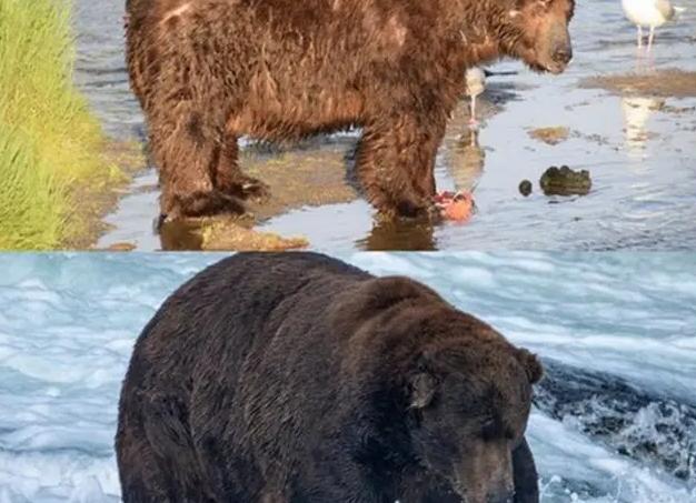 От «Разделения» до «Медведя»: в США выбрали сериалы и фильмы с лучшими сценариями